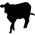 (image for) Cow 30 _