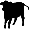(image for) Cow 31
