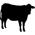 (image for) Cow 36 =