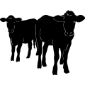 (image for) Cow 37 =