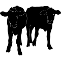 (image for) Cow 38 =