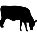 (image for) Cow 40 _