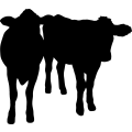 (image for) Cow 41 =
