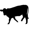 (image for) Cow 43 =