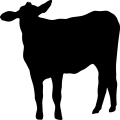 (image for) Cow 46 _