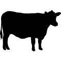 (image for) Cow 55 _