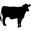 (image for) Cow 58 =