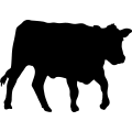 (image for) Cow 60 _