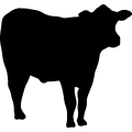 (image for) Cow 61 _