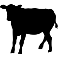 (image for) Cow 63 _
