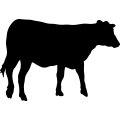 (image for) Cow 66 _