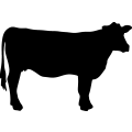 (image for) Cow 67 _