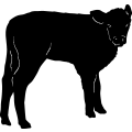 (image for) Cow 72 =