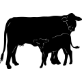 (image for) Cow 81 =