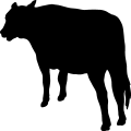 (image for) Cow 85 _