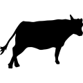 (image for) Cow 91 _