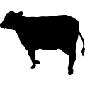 (image for) Cow 92 _