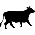 (image for) Cow 95 _