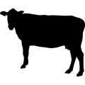 (image for) Cow 97 _