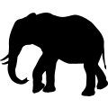 (image for) Elephant 16 _