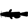 (image for) Catfish 4 =