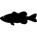 (image for) Fish 49 =