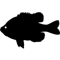 (image for) Fish 50 =
