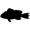 (image for) Fish 60 _