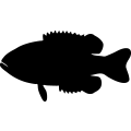 (image for) Fish 61 _