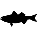(image for) Fish 62 =