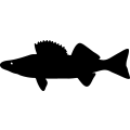 (image for) Fish 67 =