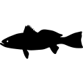(image for) Fish 78 =