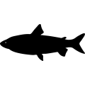 (image for) Fish 80 =