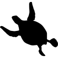 (image for) Green Sea Turtle 4 _