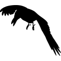 (image for) Crow 13a =
