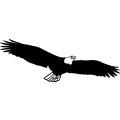 (image for) Eagle 30 =