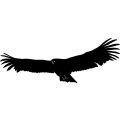 (image for) Hawk 1 =