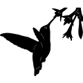 (image for) Hummingbird 1 =