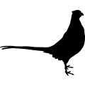 (image for) Pheasant 5 _