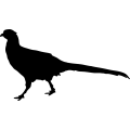 (image for) Pheasant 6 _