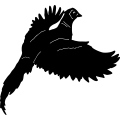 (image for) Pheasant 7 =