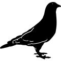 (image for) Pigeon 1 =
