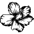 (image for) Flower 21 =