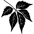 (image for) Leaf 2 =
