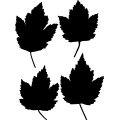 (image for) Leaf 4a ! _