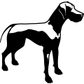 (image for) Great Dane 1 =
