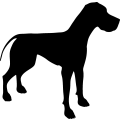 (image for) Great Dane 1a _