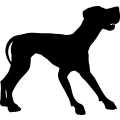 (image for) Great Dane 28a =