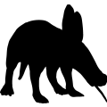 Aardvark Anteater
