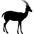 Antelope 2 _